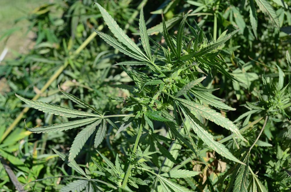 Foto: Dylan Lovan/AP