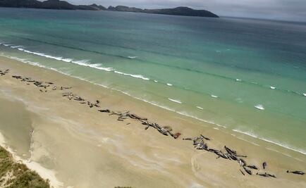 Mueren 145 ballenas que quedaron varadas en playa de Nueva Zelanda