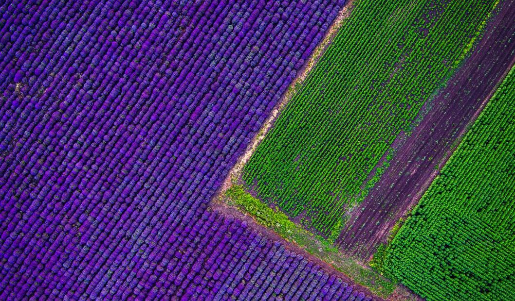 Campo de Lavanda. En Provenza-Alpes-Costa-Azul, Francia. Los campos son una de las principales atracciones turísticas. (Foto: Istock)
