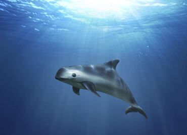 Mexico allowed the extinction of the vaquita