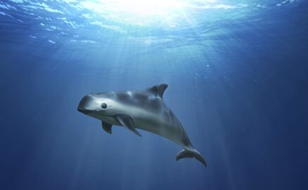 Mexico allowed the extinction of the vaquita