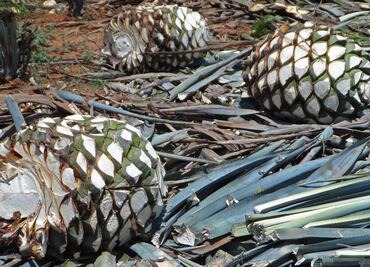 Mexican researchers produce activated carbon from agave