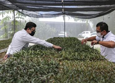 Con agave, científicos mexicanos rescatan el "oro verde"