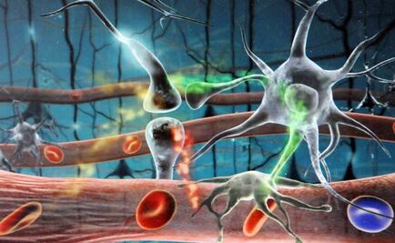 La plasticidad neuronal, crucial para sobrevivir