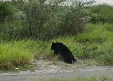 Video. Atropellan a oso en carretera de Nuevo León y conductor huye del lugar