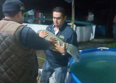 Profepa rescata a dos crías de manatíes en Balancán, Tabasco