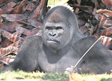 Semarnat descarta investigar muerte de animales en Chapultepec