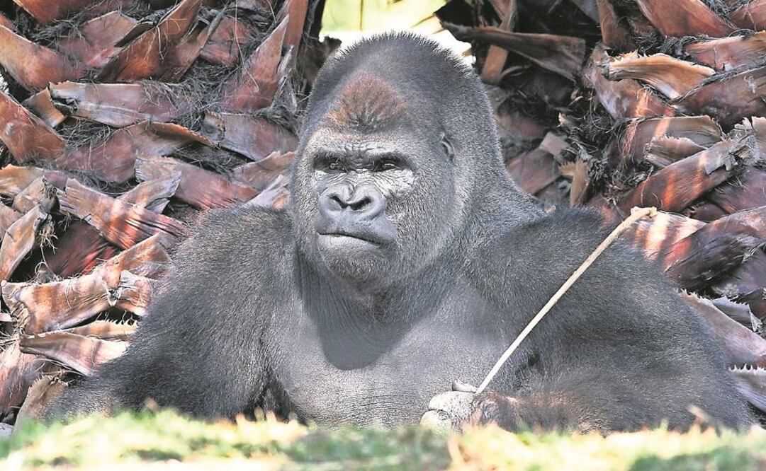 (Foto: Archivo EL UNIVERSAL)