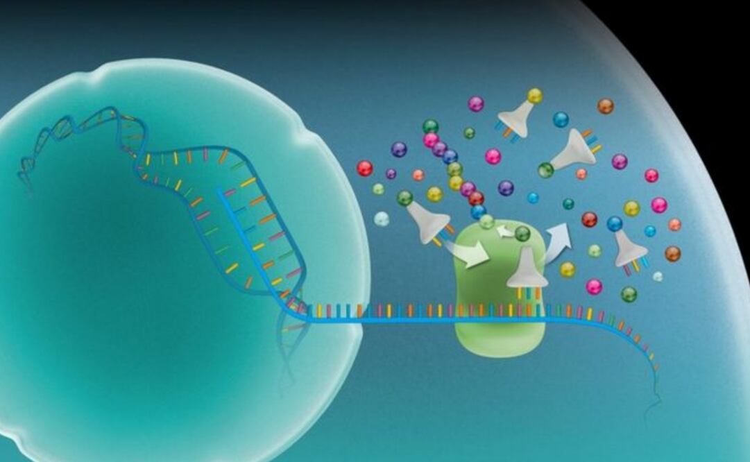El ARN mensajero transporta una copia de instrucciones genéticas desde los genes en el núcleo de la célula (esfera en la izquierda) hasta un complejo llamado ribosoma. Foto: SCIENCE PHOTO LIBRARY vía BBC