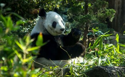 Celebran cumpleaños de osos panda del zoológico de Chapultepec con concurso de dibujo 