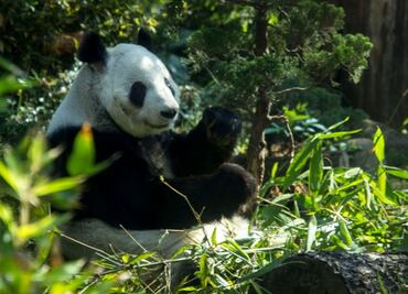 Celebran cumpleaños de osos panda del zoológico de Chapultepec con concurso de dibujo