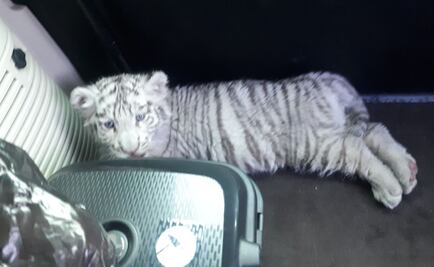 Cae hombre por trasladar a tigre de bengala en Peñón de los Baños