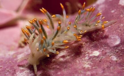 Nombran "David Bowie" a un molusco por su capacidad camaleónica