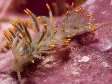 Nombran "David Bowie" a un molusco por su capacidad camaleónica