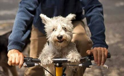 El origen de los "perrhijos"