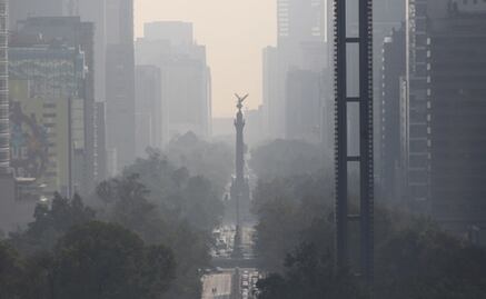 La contaminación afecta a la formación de los órganos en el útero