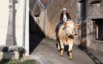 Conoce a Aston, el toro francés que se cree caballo