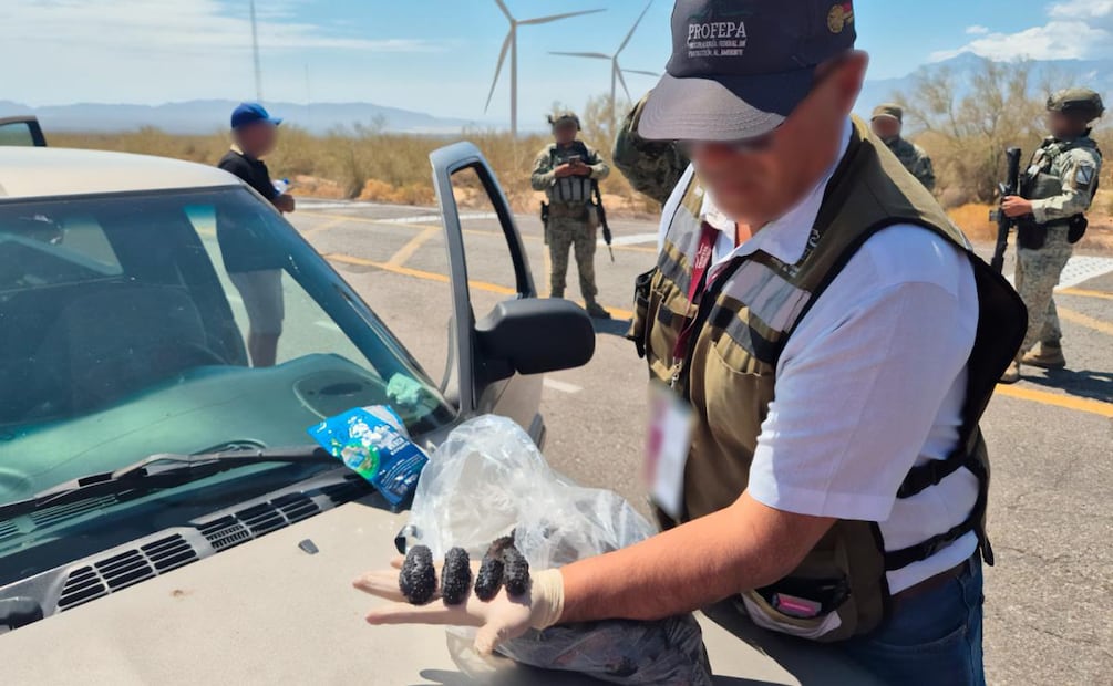 Detienen a una persona por transportar casi 3 mil ejemplares de pepino de mar en Baja California (18/07/2026). Foto: Profepa