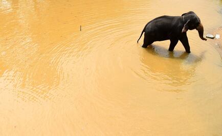 Elefantes se cuelan en una universidad de Tanzania