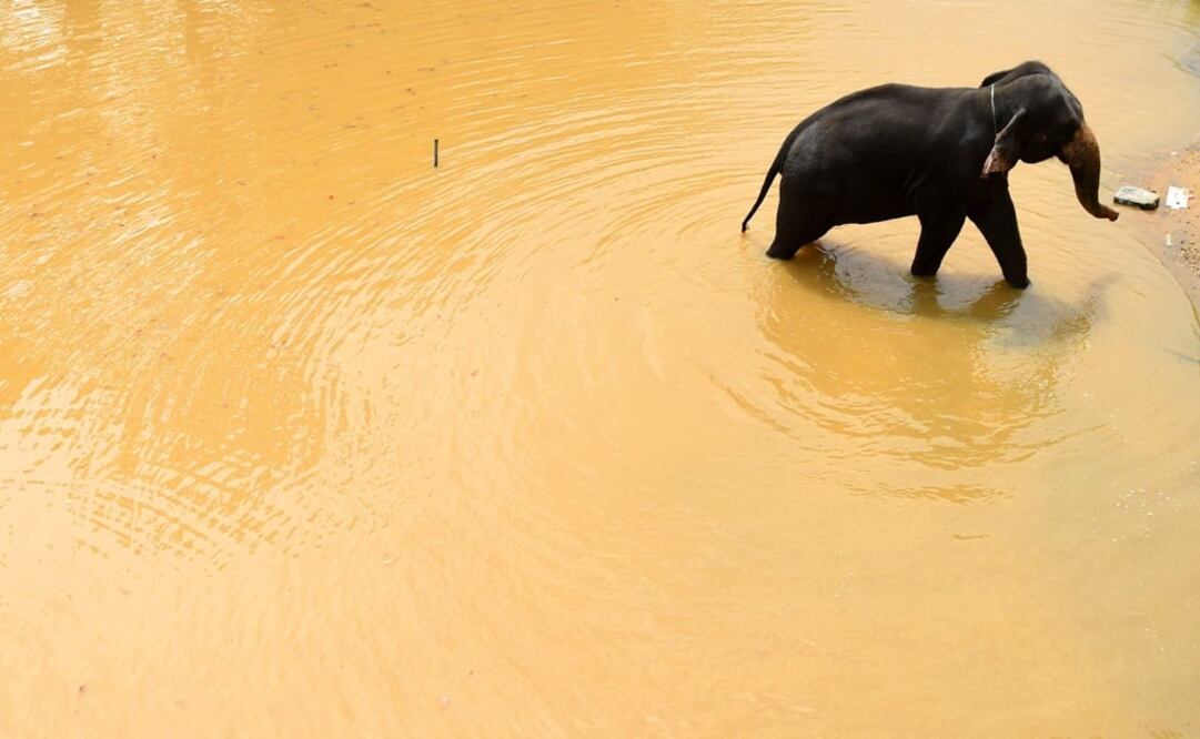 Foto: Archivo / EL UNIVERSAL