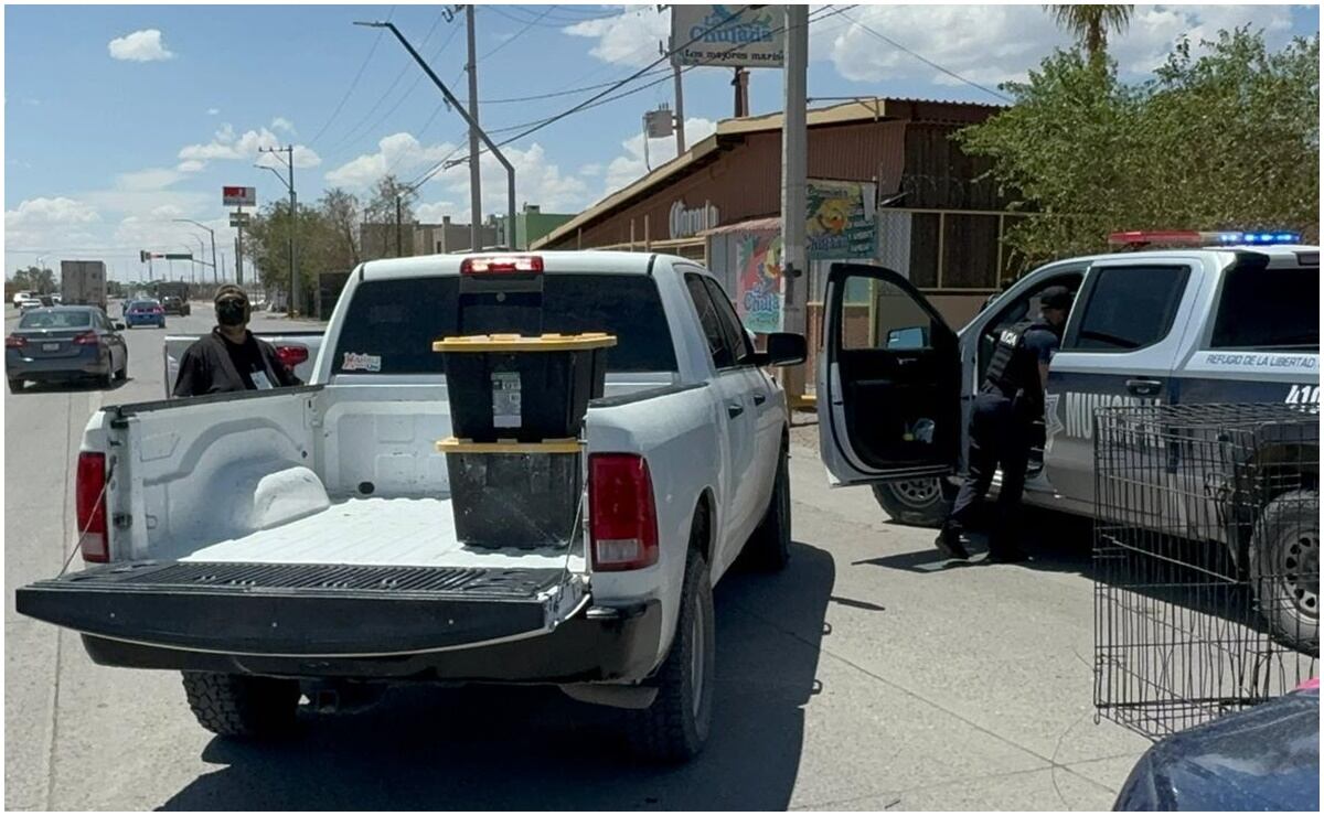 Las autoridades señalaron que podría tratarse de tortugas caimán. Foto: Especial