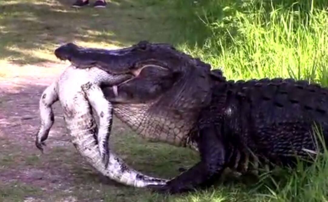 El animal medía más de 3 metros y medio de longitud. Foto: Captura YouTube