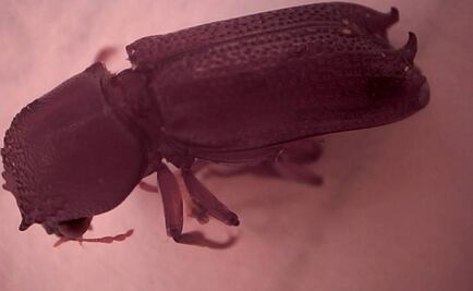 Detectan plaga forestal en embarque proveniente de Vietnam