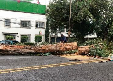 Cae un eucalipto de 15 metros en Echegaray