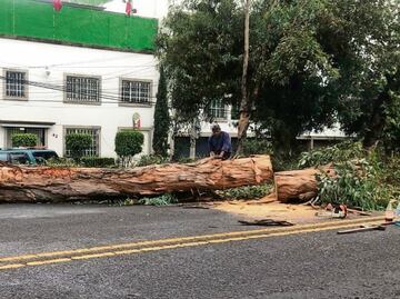 Cae un eucalipto de 15 metros en Echegaray