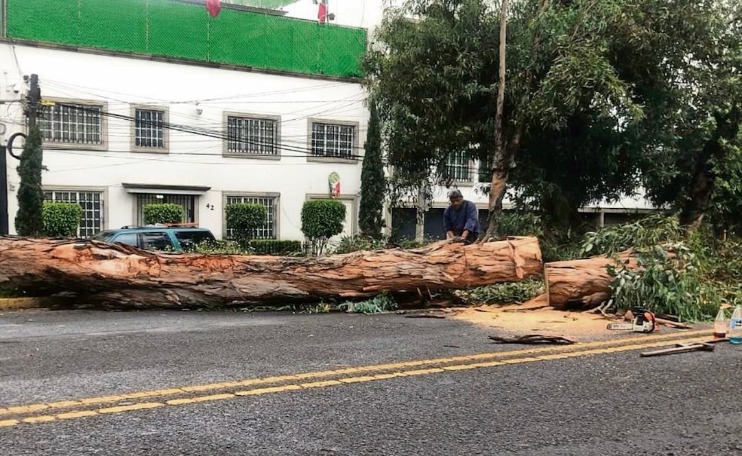 El árbol cayó en las inmediaciones de Hacienda de la Encarnación, en Echegaray. No se registraron personas lesionadas. Foto: Especial