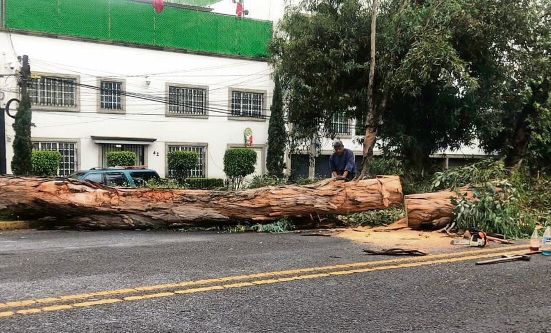 El árbol cayó en las inmediaciones de Hacienda de la Encarnación, en Echegaray. No se registraron personas lesionadas. Foto: Especial