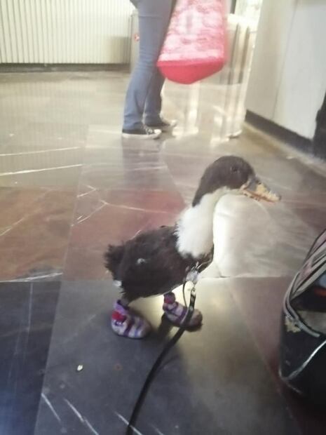 Las mejores fotos de Bruna, la patita con tenis que viaja en Metro