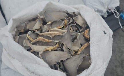 Marina asegura dos mil 433 kilos de aleta de tiburón en Baja California; estaban en 135 costales