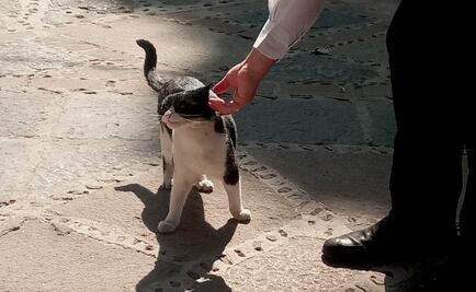 “Monsi”, el gato de Elena Poniatowska que es fiel a la Virgen María