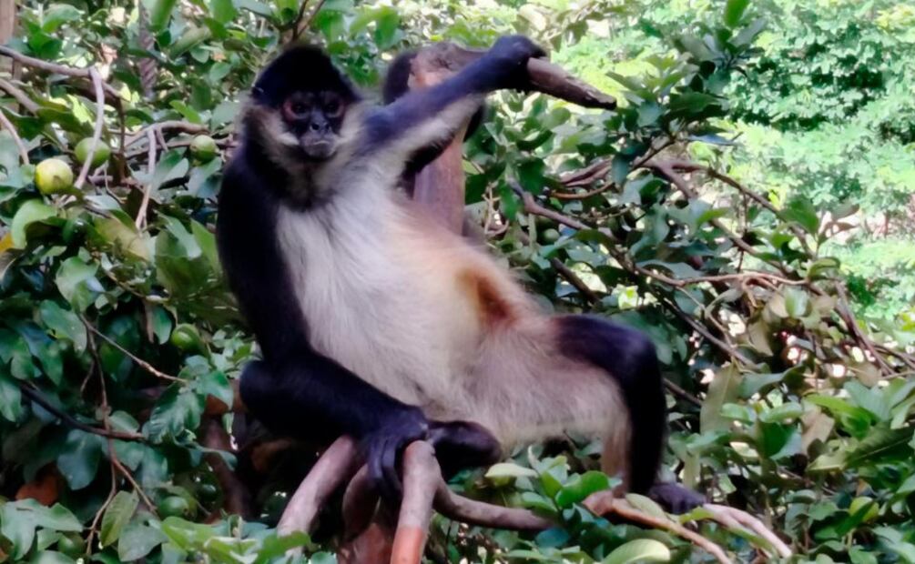 Profepa descarta maltrato en Zoológico de Vallarta y confirma buen estado de los animales (06/11/2025). Foto: Especial