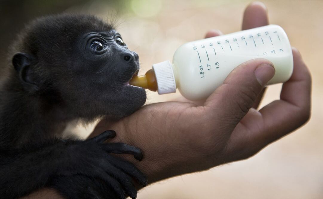The refinery will affects endangered species such as the mantled howler monkey - Photo: Ésteban Felix/AP