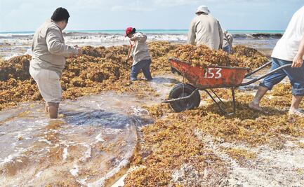 Divide opiniones incorporación de la Marina en atención del sargazo