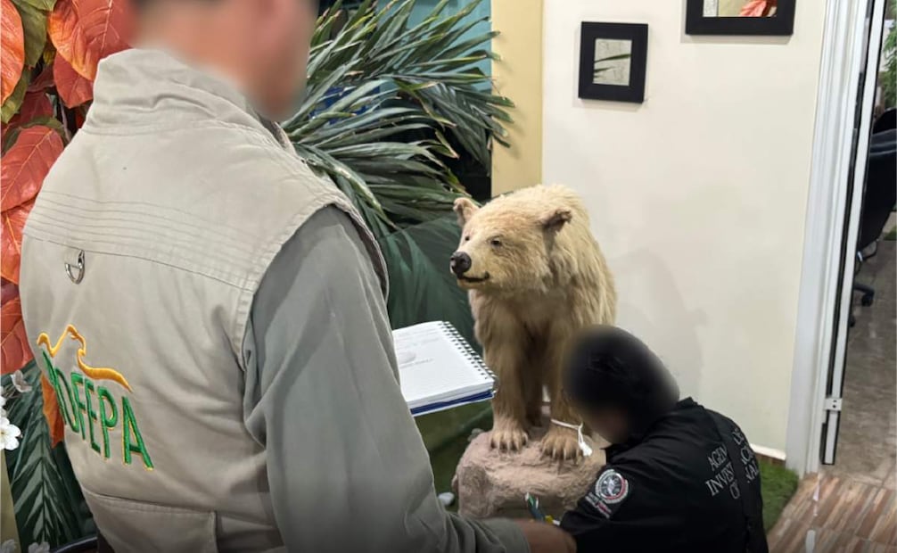 Aseguran cinco animales silvestres en predio de San Luis Potosí; Profepa investiga delito contra la biodiversidad.
Foto: Especial.
