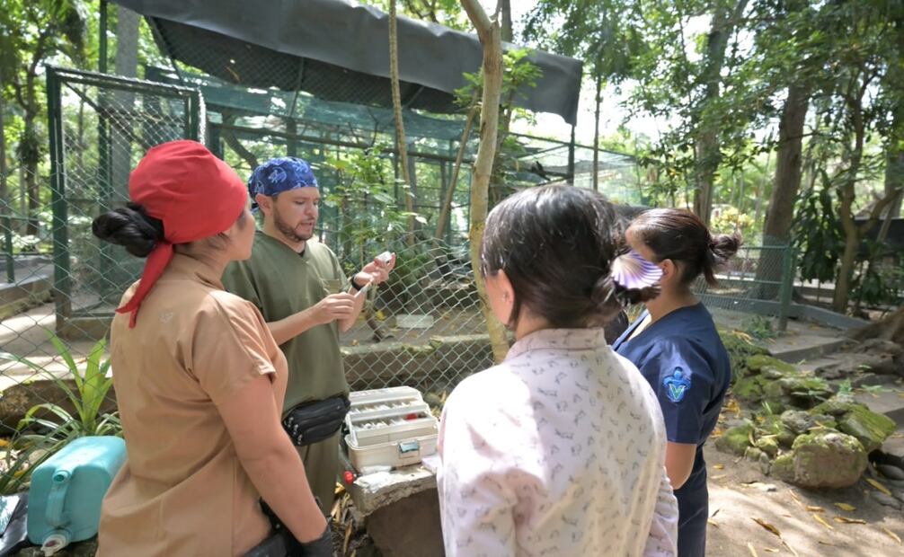 Atienden a nueve animales del Parque Ecológico de Veracruz. Foto: Especial