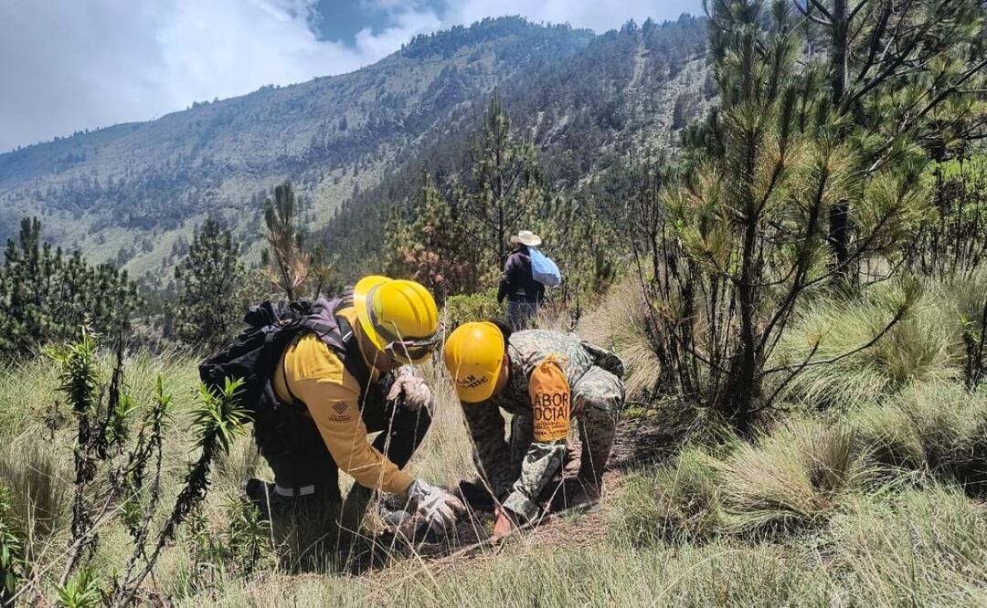 Elementos del ejército reforestan Parque Nacional Pico de Orizaba en Veracruz (05/07/2025). Foto: Especial