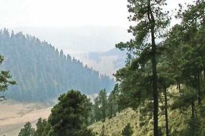 Manejo forestal en áreas naturales