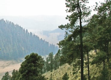 Manejo forestal en áreas naturales