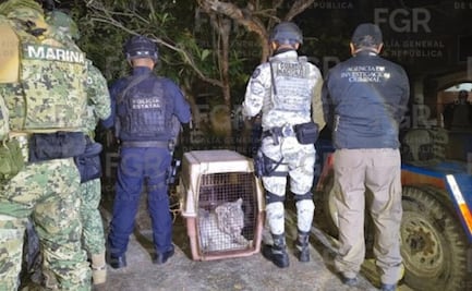 FGR asegura un tigre de bengala en inmueble de Veracruz; investiga delito contra la biodiversidad