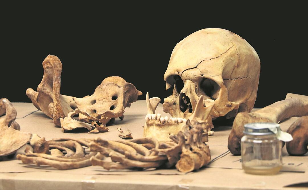 Así como el ADN, un diente nos revela información genética que, en casos difíciles, ayudan a reconocer a las personas.