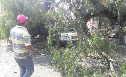 Árbol cae sobre taxi en Huxquilucan