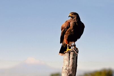 Rapaces. Águilas recuperan su instinto cazador