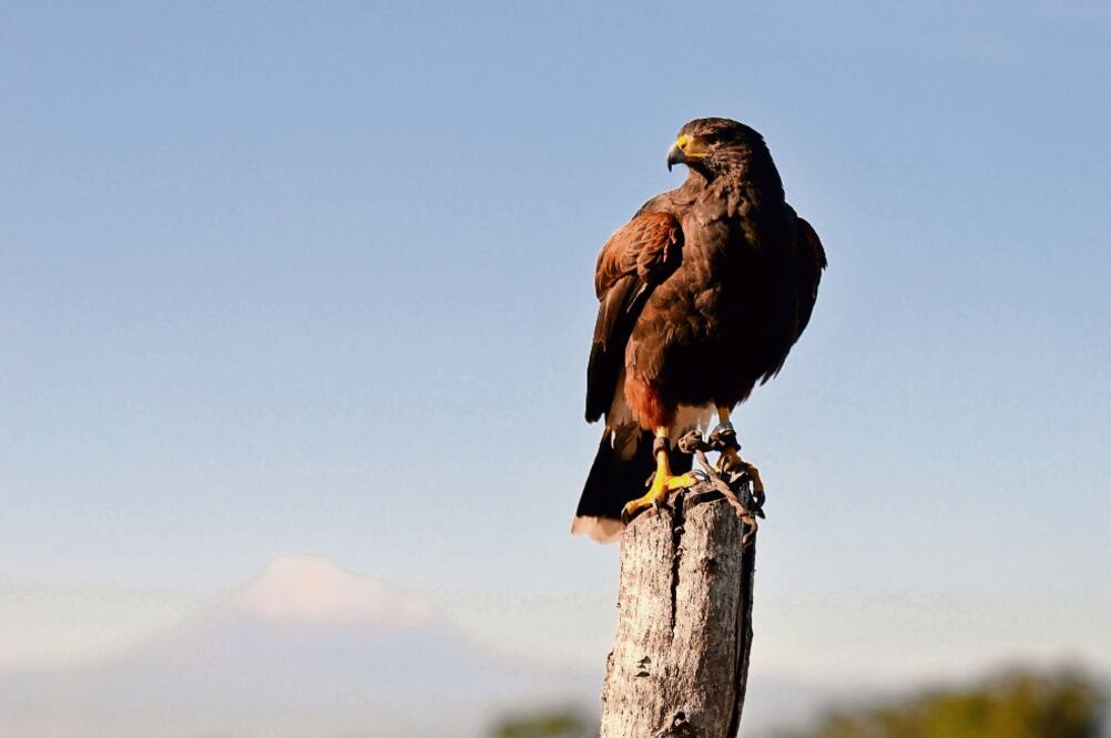 Algunos ejemplares obtienen trabajo en empresas para controlar especies invasoras como los tordos, acción en la que son expertas gracias a su entrenamiento, que les obliga, durante seis meses, salir a cazar (MIGUEL CARMONA)