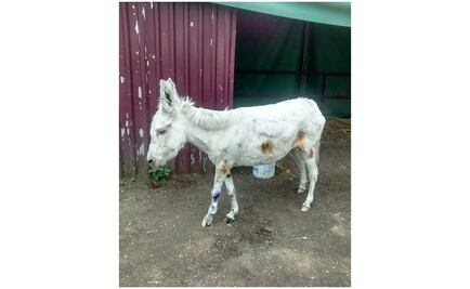 Muere burrita blanca del IPN en la UNAM