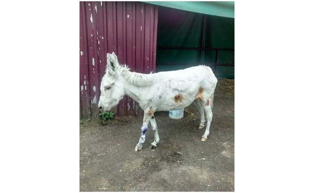 Tomada de @MundoPatitas