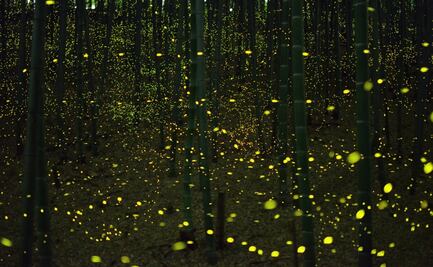 5 lugares para ver luciérnagas cerca de CDMX